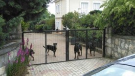 Η αντιδήμαρχος Κοζάνης για την υπόθεση με τα ροτβάιλερ